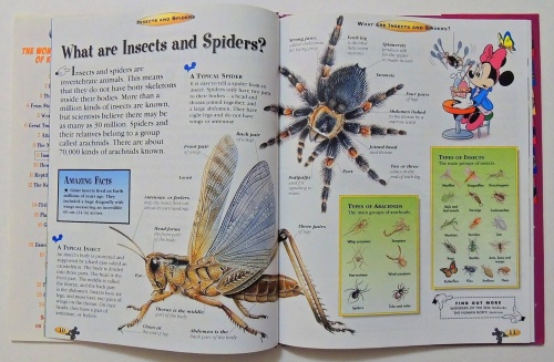 Insects and Spiders  3