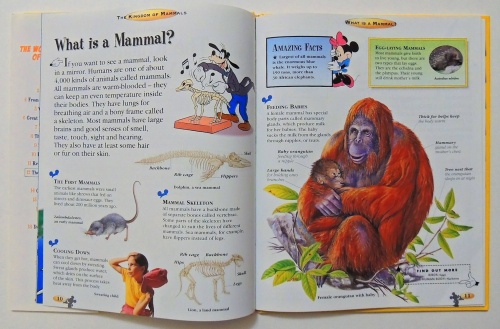 The Kingdom of Mammals  3