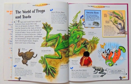 Reptiles and Amphibians  5