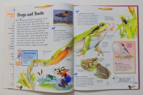 Reptiles and Amphibians  4