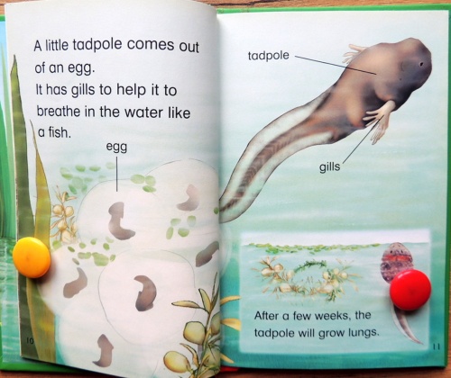 Read it yourself . Level 2. Tadpoles and Frogs  4