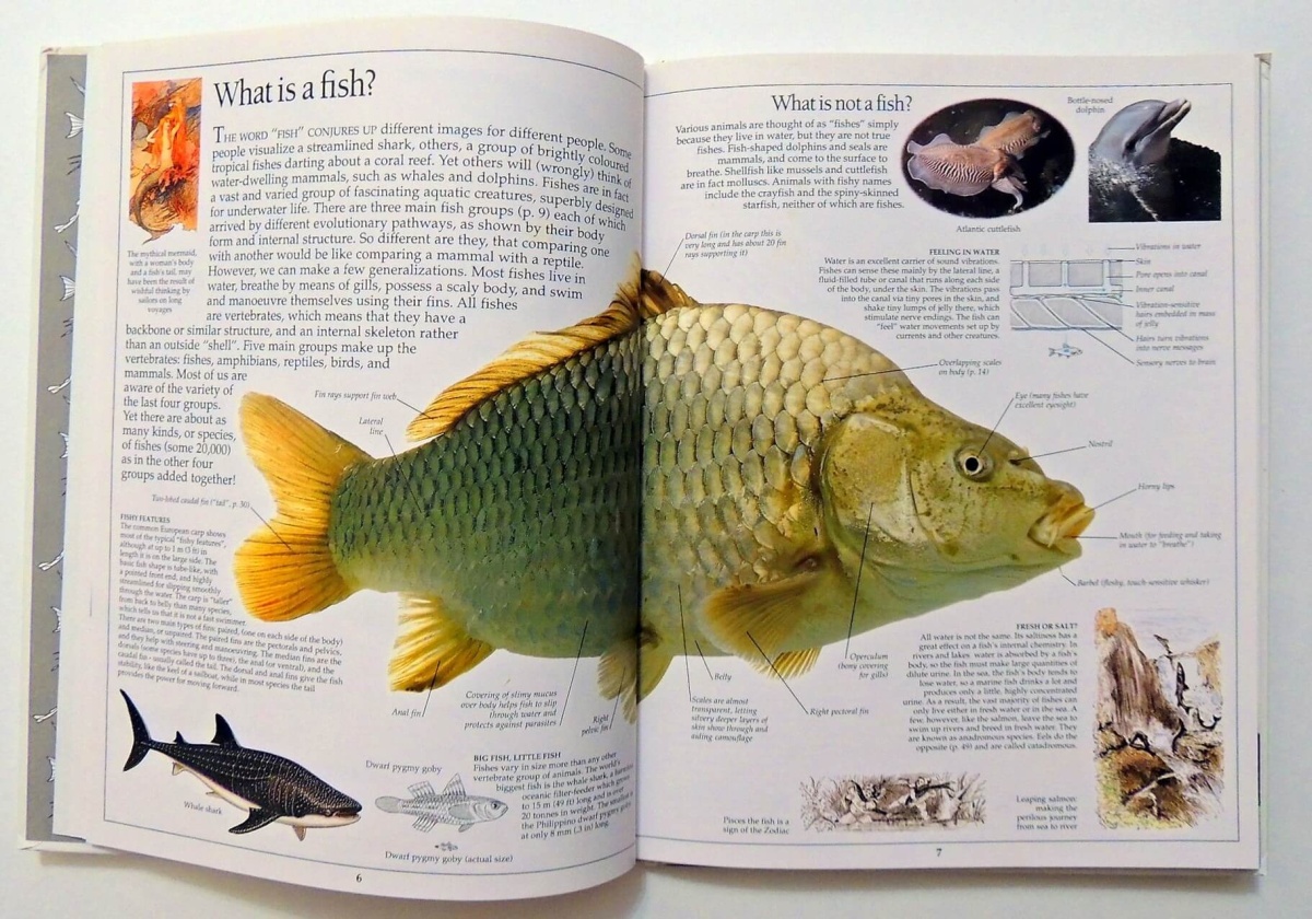 Рыба книги купить. Белая рыба книга. Большая белая рыба книга. Книга белая рыба 1 часть.