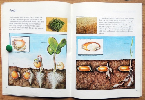 Seeds and Seedlings. The young Scientist Investigates  6