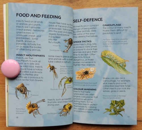 Bugs & Insects Usborne Spotter's Guides  5